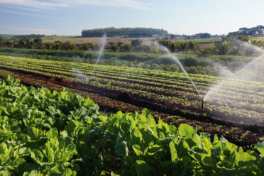 Home Page 31 variety vegetable plants growth vegetable garden